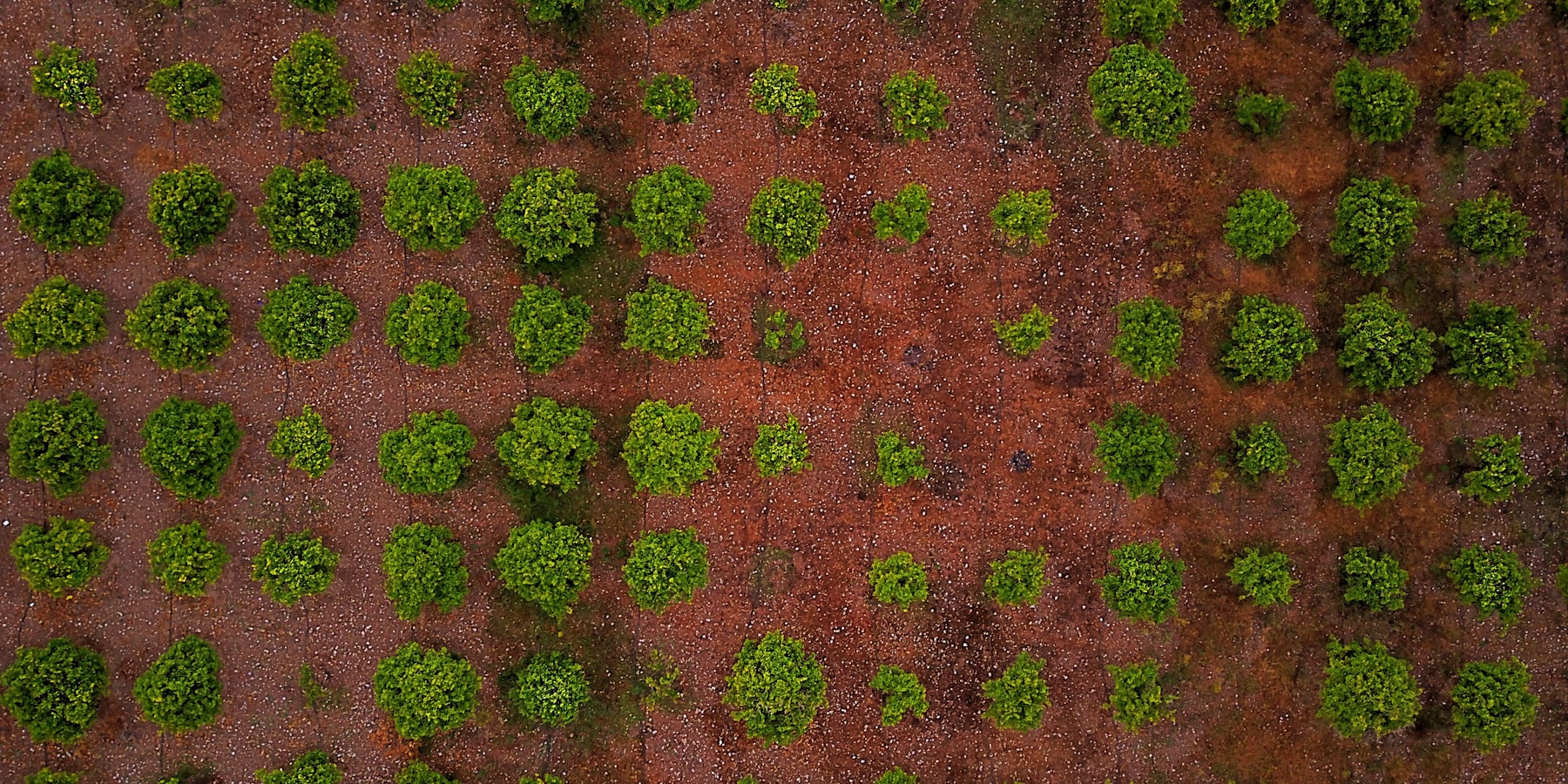 Aerial view of cultivated farmland laid out in strips