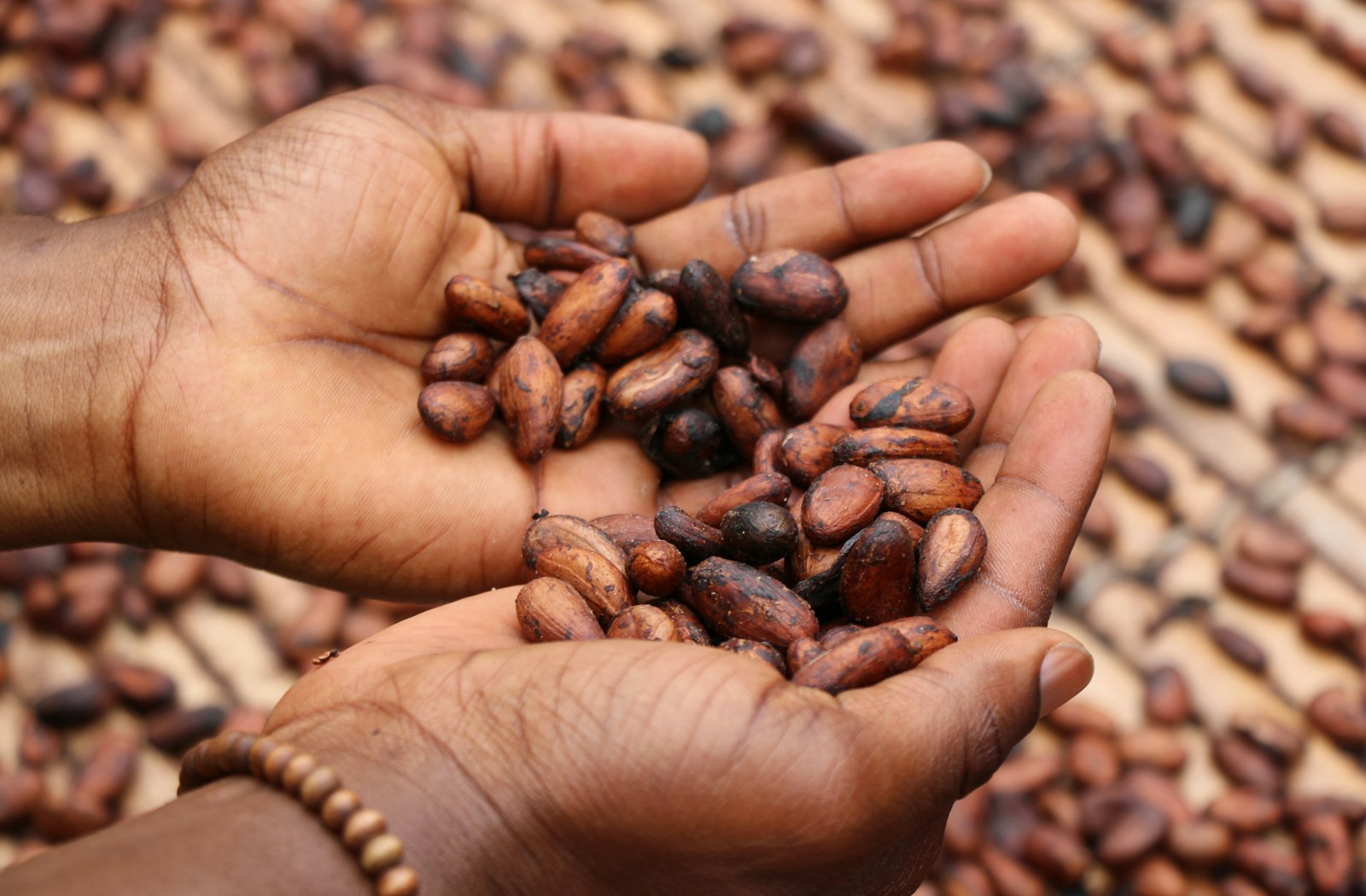 Hands holding a scoop of fermented cocoa beans