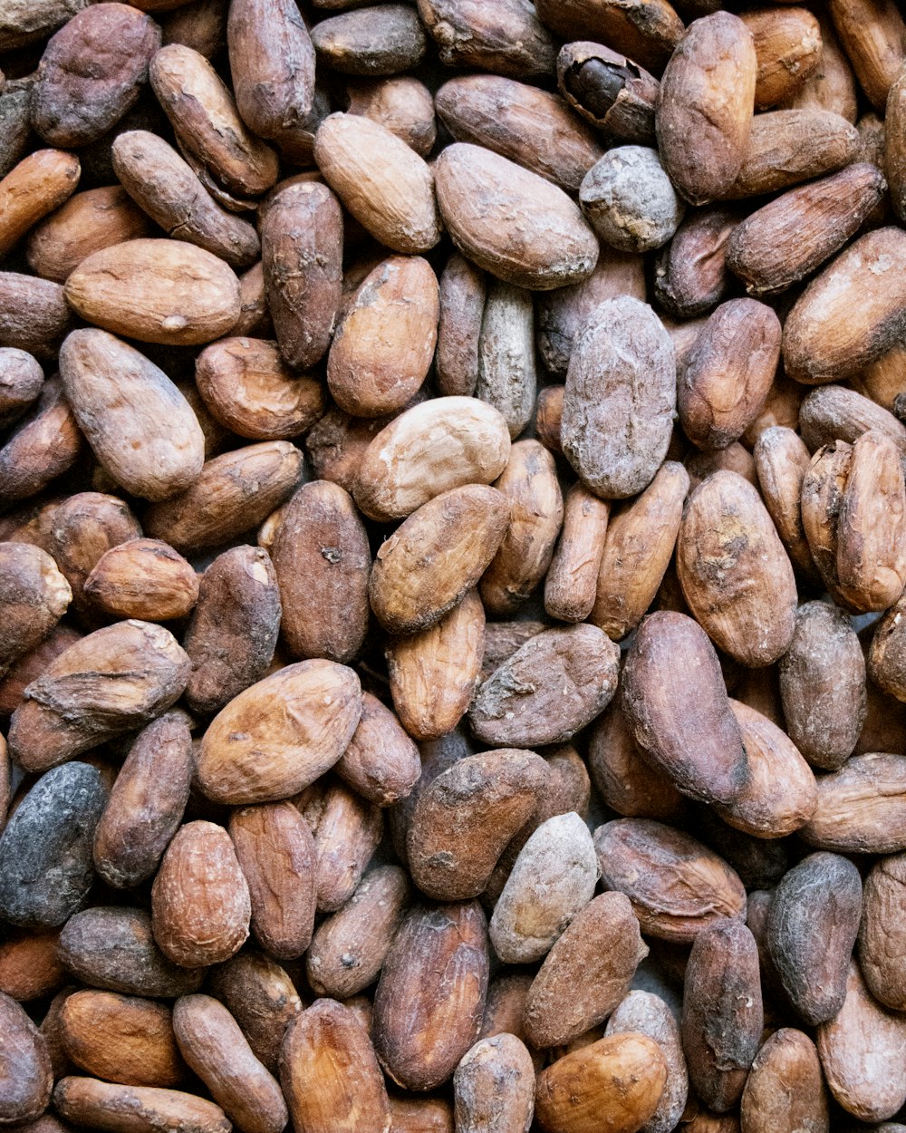 Cocoa Beans