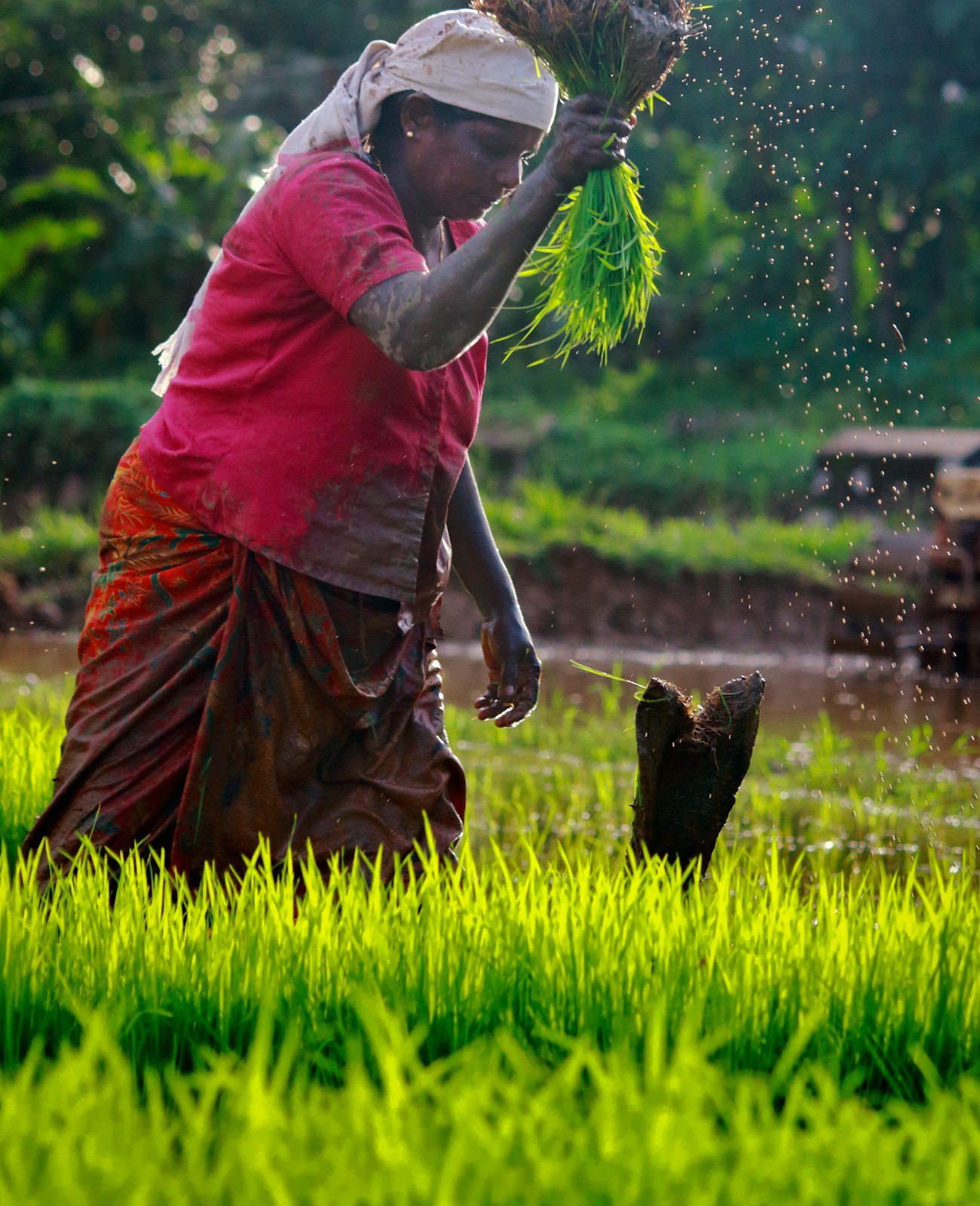 A farmer harvesting by hand in a paddy at the edge of a village
