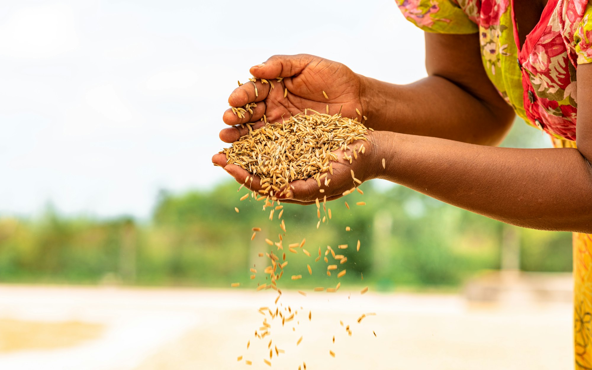 A farmer letting cleaned grain fall through her hands at the edge of a field
