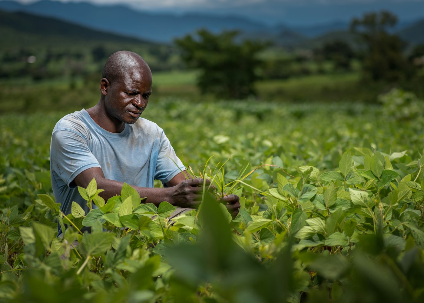 A field officer inspecting a crop by hand