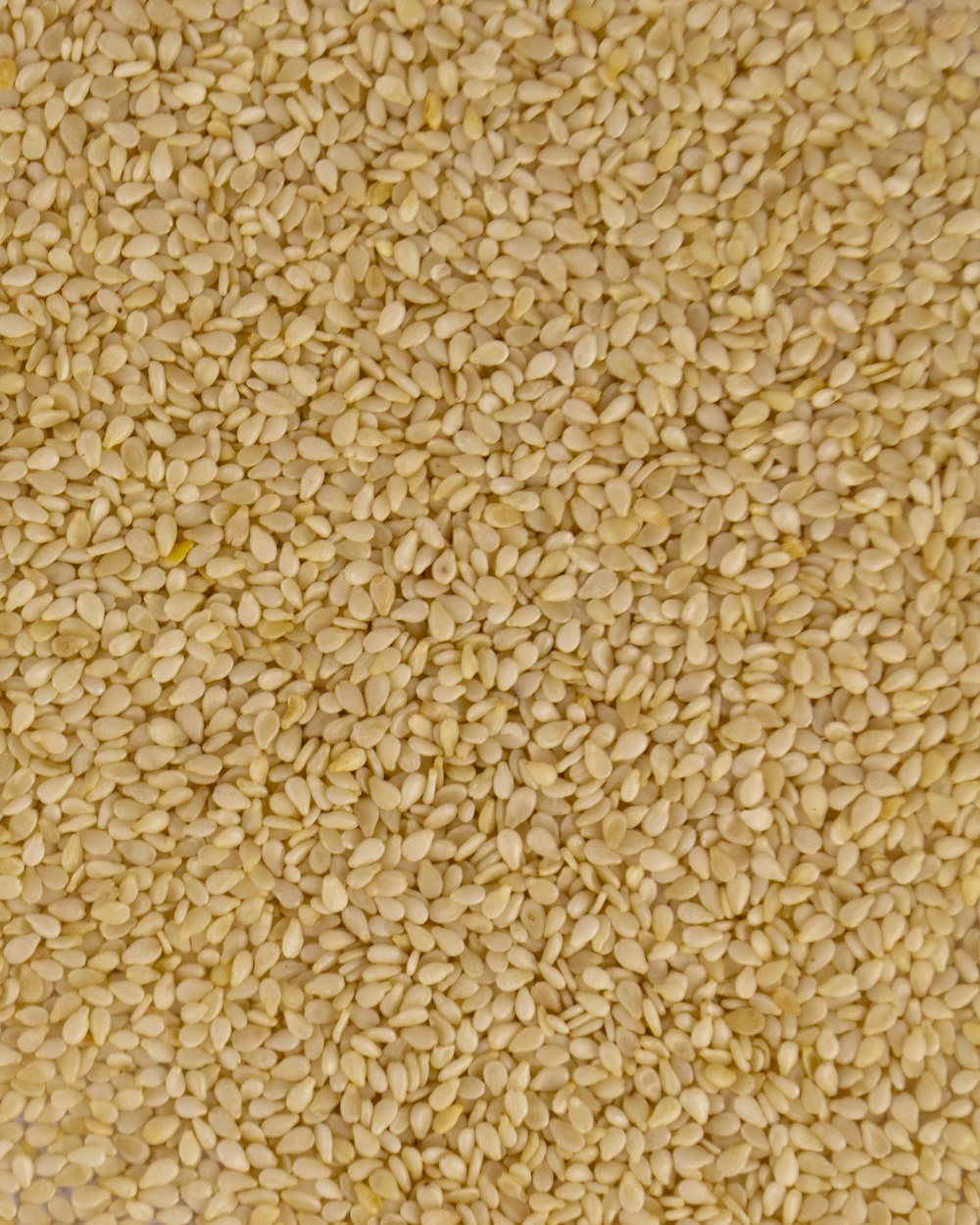 Close-up of cleaned white sesame seed