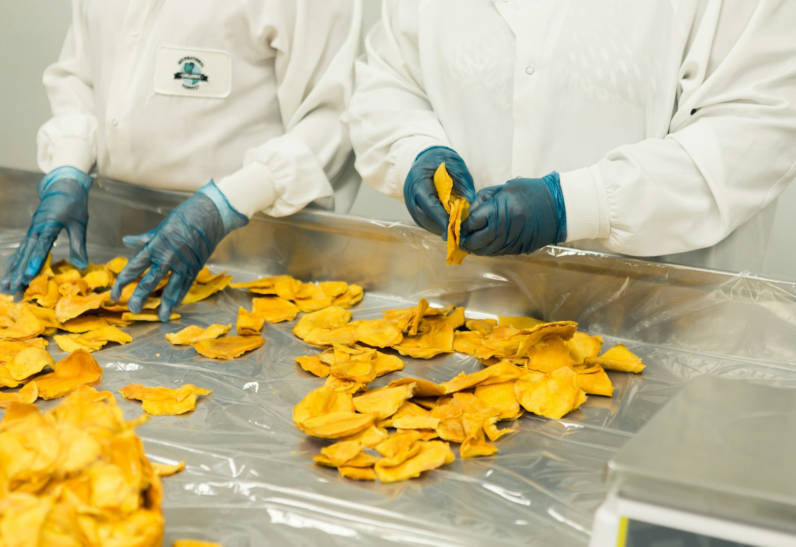Gloved hands sorting dried produce on a stainless steel table