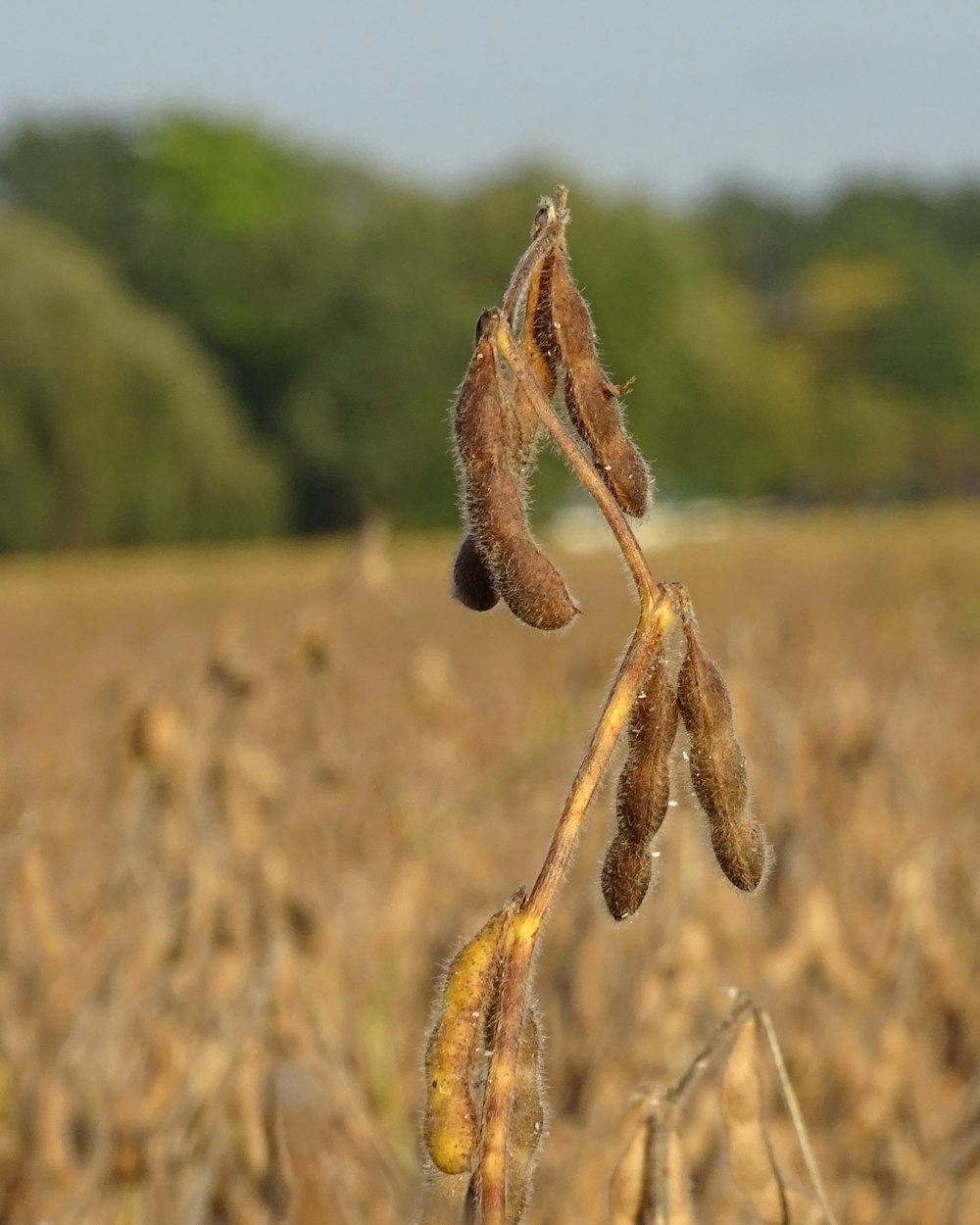 Soybean